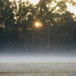 Light frost and mist at sunrise.