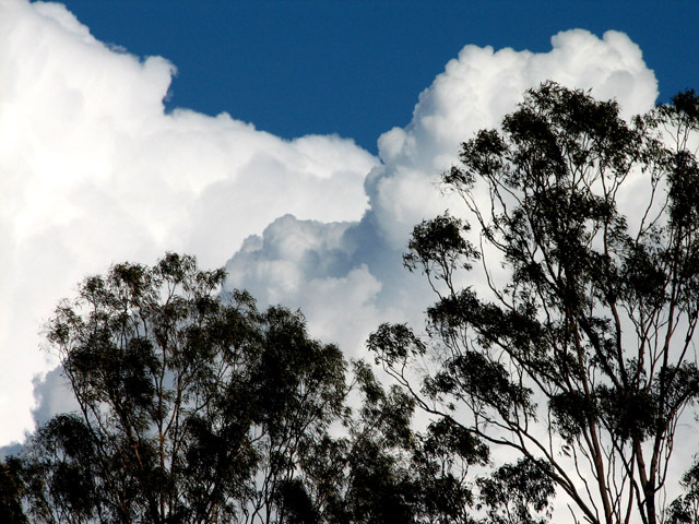 Updrafts behind the trees.