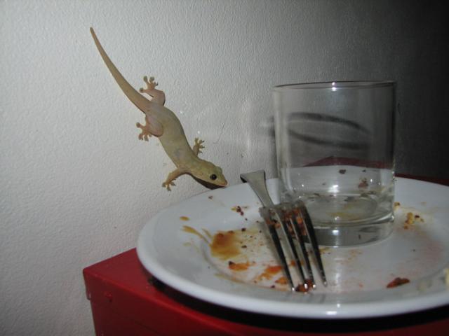 A gecko getting fatter by the minute on leftovers