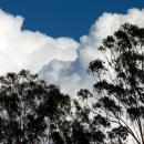 Updrafts behind the trees.