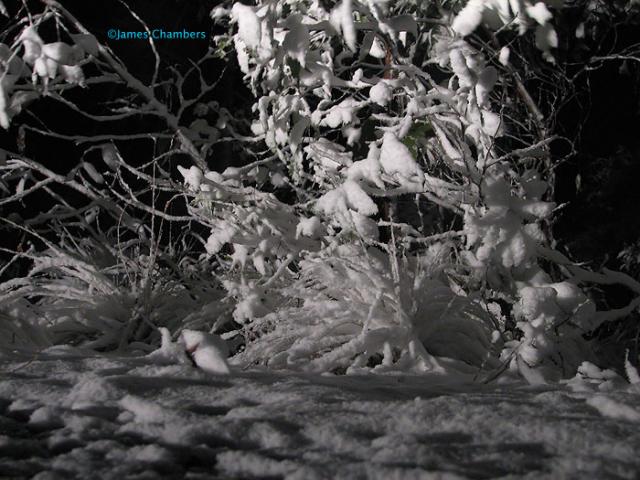 At least 5cm of snow near the top of Mt McKenzie, about 9km from Tenterfield.