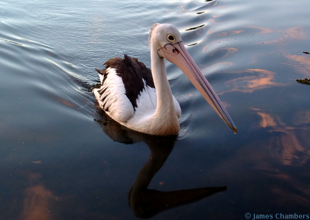 060510pelican1.JPG