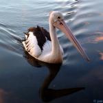 060510pelican1.JPG