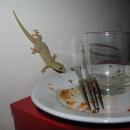 A gecko getting fatter by the minute on leftovers
